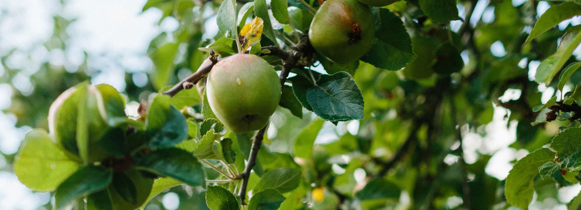 Grönt äpple i träd för cidertillverkning