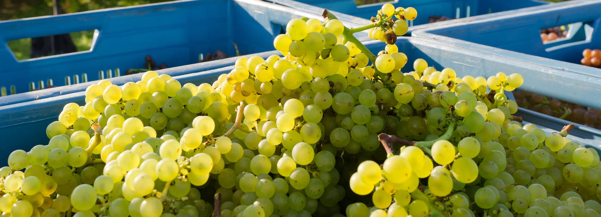 Hur gör man vitt vin?